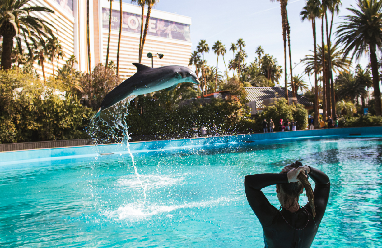 A dolphin leaps out of a pool at the National Conference Center as a trainer watches, surrounded by palm trees, tall buildings, and the innovative spirit of Braintrust.