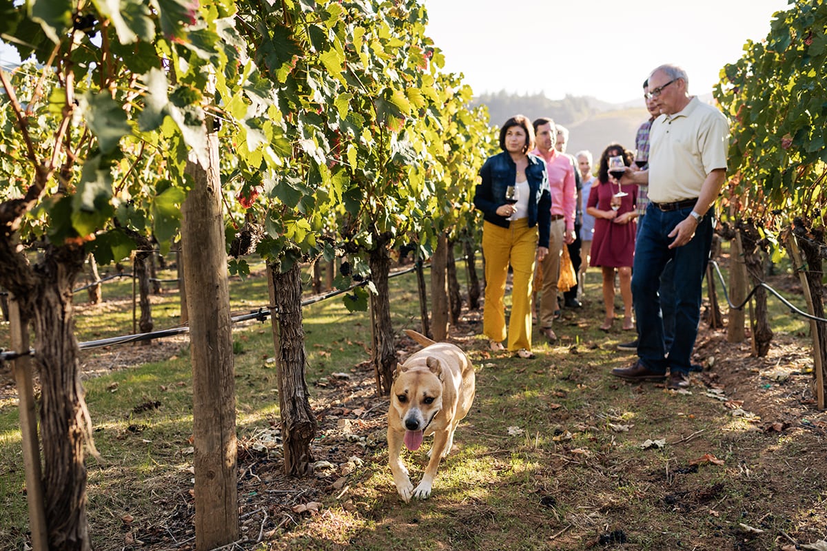 A dog walks through vineyard rows as a group of people follow, enjoying a sunny outdoor gathering.