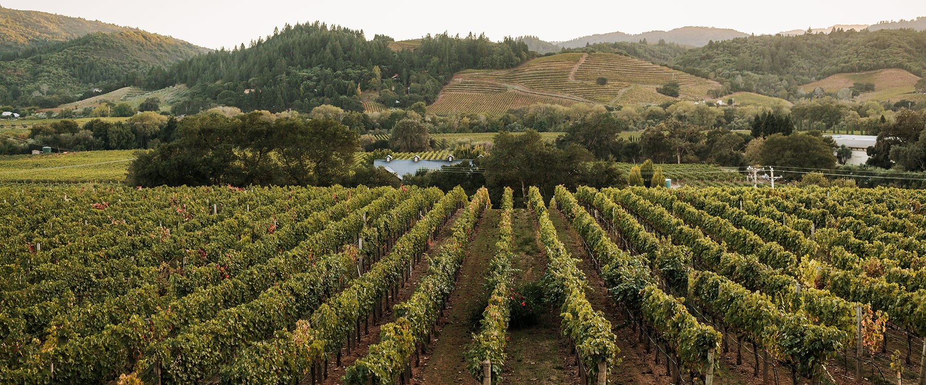 Rows of grapevines in a vineyard with rolling hills and trees in the background under a clear sky.